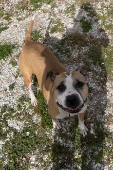 Rescue Mixed Breed Dogs for Adoption in New Port Richey, Florida - Sasha | PetCurious