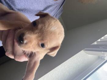 Venus -  Chihuahua and Neapolitan Mastiff Dog for Adoption in Severance, Colorado - Venus | PetCurious