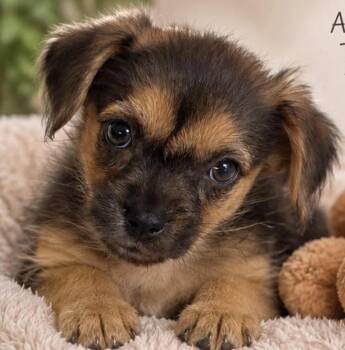 KIWI -  Chihuahua Dog for Adoption in Margate, Florida - KIWI | PetCurious