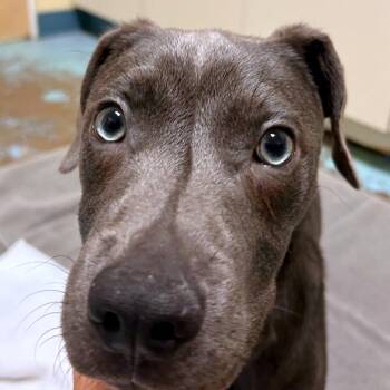 McIntosh -  American Staffordshire Terrier and Mixed Breed Dog for Adoption in Woodinville, Washington - McIntosh | PetCurious
