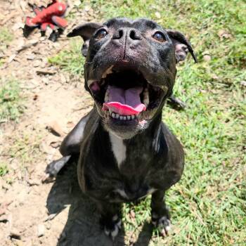 Rescue Pit Bull Terrier Dogs for Adoption in Michigan City, Indiana - Nancy | PetCurious