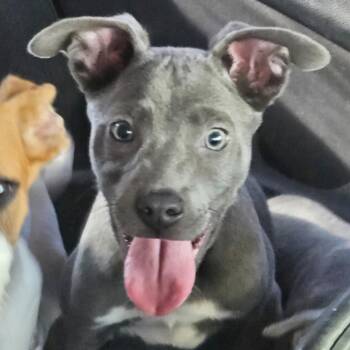 Pit Bull Terrier and Mixed Breed Dogs Available for Adoption in Corpus Christi, Texas - Temple | PetCurious