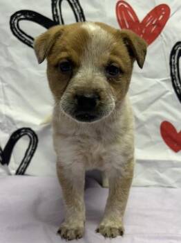 Cattle Dog and Mixed Breed Dogs Available for Adoption - Sweet Potato | PetCurious