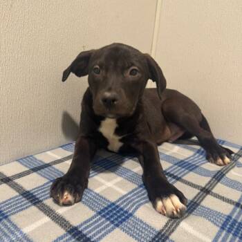 Terrier Dogs Available for Adoption - Clove | PetCurious