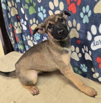 German Shepherd Dog Dogs Available for Adoption - Rocky | PetCurious