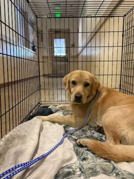 Jermaine -  Labrador Retriever Dog for Adoption in Austin, Texas - Jermaine | PetCurious