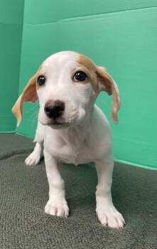 Vanillabean -  Mixed Breed Dog for Adoption in Houston, Texas - Vanillabean | PetCurious
