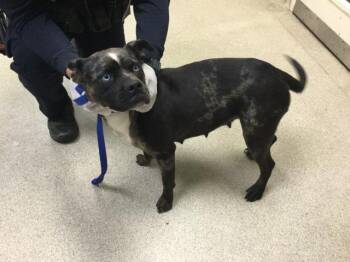 Pit Bull Terrier and Mixed Breed Dogs Available for Adoption in Riverside, California - ARCTIC | PetCurious