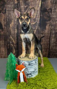 753-26 -  Shepherd Dog for Adoption in Brighton, Colorado - 753-26 | PetCurious