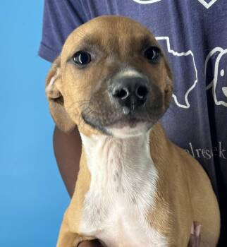 Rescue Black Mouth Cur Dogs for Adoption in Brookshire, Texas - Nickle - Local Dec 19-21 | PetCurious