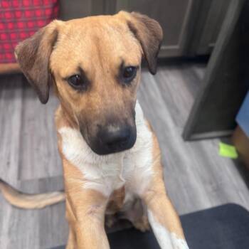 Labrador Retriever Dogs Available for Adoption - Hank | PetCurious