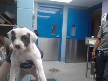 Pit Bull Terrier and Mixed Breed Dogs Available for Adoption in Albuquerque, New Mexico - VARUNA | PetCurious