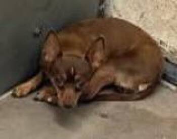 Takina -  Chihuahua Dog for Adoption in Albuquerque, New Mexico - Takina | PetCurious