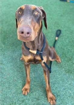Doberman Pinscher Dogs Available for Adoption in Sedalia, Colorado - Patty | PetCurious