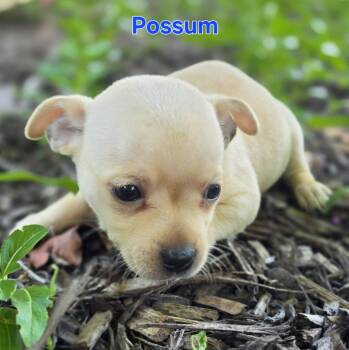 Possum -  Chihuahua Dog for Adoption in Milton, Georgia - Possum | PetCurious