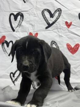 Labrador Retriever and Mixed Breed Dogs Available for Adoption - Bright Heart | PetCurious