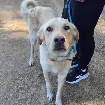 Yellow Labrador Retriever and Mixed Breed Dogs Available for Adoption in Stormville, New York - CT Cody | PetCurious