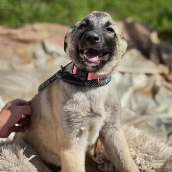 Billie -  German Shepherd Dog Dog for Adoption in Cleveland, Texas - Billie | PetCurious