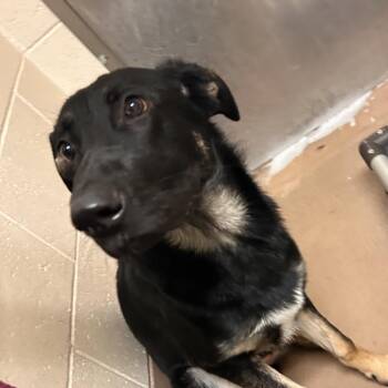 Mocha -  German Shepherd Dog Dog for Adoption in Reno, Nevada - Mocha | PetCurious
