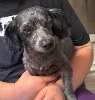 Richie in RX -  Poodle Dog for Adoption in Cranston, Rhode Island - Richie In RX | PetCurious