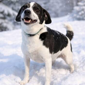 Chihuahua and Beagle Dogs Available for Adoption - Timber | PetCurious