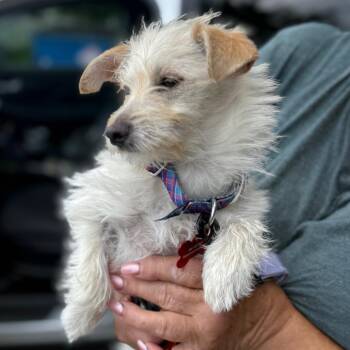 Cricket -  Maltese and Terrier Dog for Adoption in Hudson, Illinois - Cricket | PetCurious