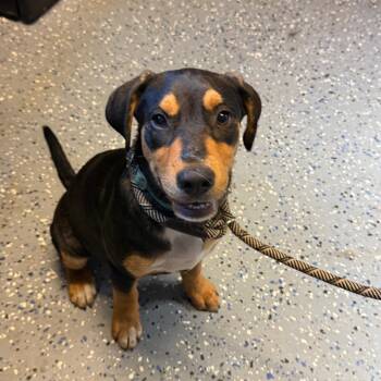 TUSC-Stray-84758 -  Shepherd and Mixed Breed Dog for Adoption in Tuscaloosa, Alabama - TUSC-Stray-84758 | PetCurious