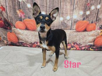 Rescue Mixed Breed Dogs for Adoption in Joliet, Illinois - Star | PetCurious