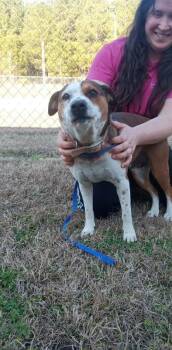 Boxer and Mixed Breed Dogs Available for Adoption - Unknown | PetCurious