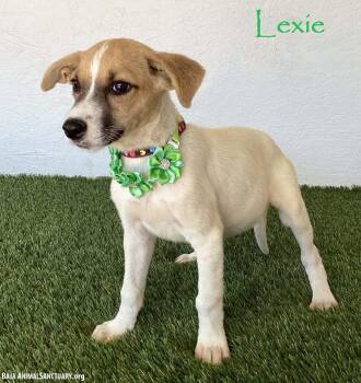 Lexie -  Jack Russell Terrier Dog for Adoption in San Diego, California - Lexie | PetCurious