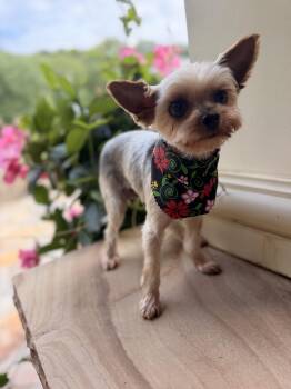 Lulu Belle -  Yorkshire Terrier Dog for Adoption in Thornwood, New York - Lulu Belle | PetCurious
