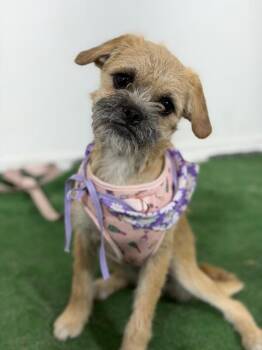Dolly-One of our Amazing Rescue Dogs -  Brussels Griffon and Border Terrier Dog for Adoption in Carlsbad, California - Dolly-One Of Our Amazing Rescue Dogs | PetCurious