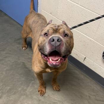 Mixed Breed Dogs Available for Adoption in Dekalb, Illinois - King Arthur | PetCurious