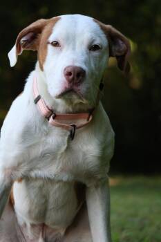 Moonie -  Mixed Breed Dog for Adoption in Columbia, Tennessee - Moonie | PetCurious