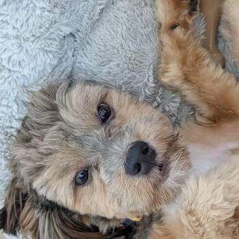 FLUFFY -  Yorkie Poo Dog for Adoption in Marana, Arizona - FLUFFY | PetCurious
