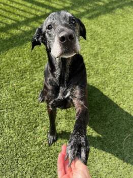 Rescue Labrador Retriever and Mixed Breed Dogs for Adoption in Baytown, Texas - PEANUT | PetCurious