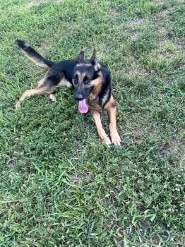 Rescue German Shepherd Dog Dogs for Adoption in West Palm Beach, Florida - Storm | PetCurious
