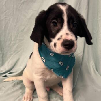 Mixed Breed Dogs Available for Adoption in Canal Winchester, Ohio - Rembrandt | PetCurious