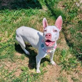 Kelly -  American Staffordshire Terrier Dog for Adoption in Pittsburgh, Pennsylvania - Kelly | PetCurious