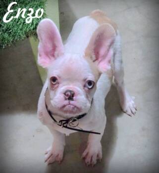 Rescue French Bulldog and Boston Terrier Dogs for Adoption in Anaheim, California - Enzo | PetCurious