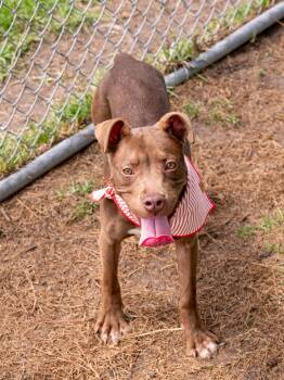 Kalani -  Mixed Breed Dog for Adoption in Myrtle Beach, South Carolina - Kalani | PetCurious