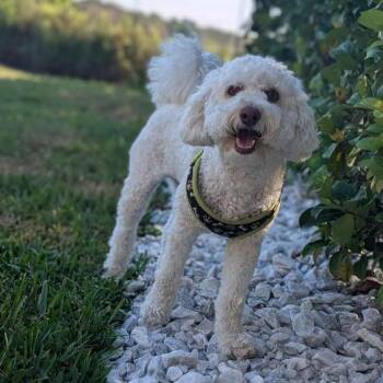 Poodle and Bichon Frise Dogs Available for Adoption in Eustis, Florida - Niko | PetCurious