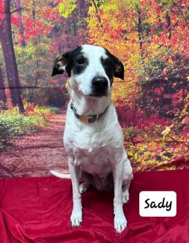 Rescue Mixed Breed Dogs for Adoption in Urbana, Ohio - Sady Mae | PetCurious
