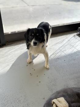 Rescue Mixed Breed Dogs for Adoption in Los Angeles, California - Chavelle 2272 | PetCurious