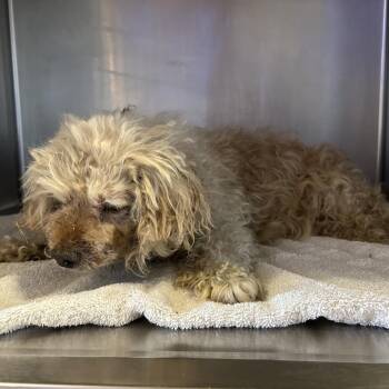 Pugsley -  Miniature Poodle Dog for Adoption in San Gabriel, California - Pugsley | PetCurious