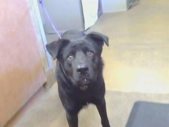 DORIAN -  Labrador Retriever and Mixed Breed Dog for Adoption in Sacramento, California - DORIAN | PetCurious