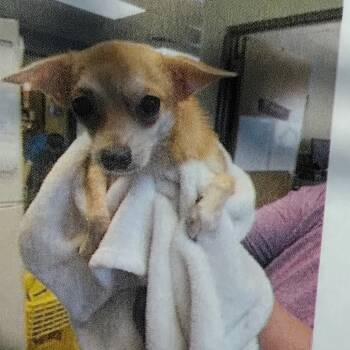 Rescue Chihuahua Dogs for Adoption in Baton Rouge, Louisiana - Hoard 8 | PetCurious