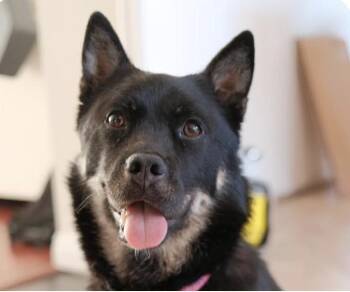Bori -  Jindo Dog for Adoption in San Ramon, California - Bori | PetCurious