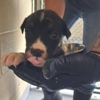 Pit Bull Terrier Dogs Available for Adoption - Callaway | PetCurious