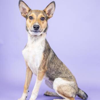Lark -  Mixed Breed Dog for Adoption in Portland, Oregon - Lark | PetCurious